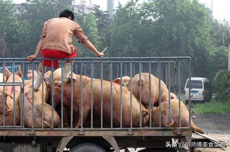 猪肉价格多少钱一斤（今日猪价大变化） - BAT日报