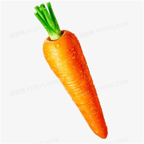 胡萝卜根结线虫病-蔬菜病虫实-图片