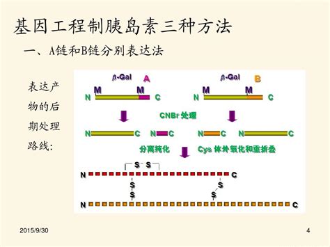 构建基因文库是获取目的基因的方法之一．图甲表示cDNA文库构建过程.其中①-③表示有关操作步骤．图乙表示用限制酶PstⅠ.EcoRⅠ和SalⅠ ...