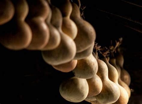 葫芦怎么种植管理 葫芦的种植方法_知秀网