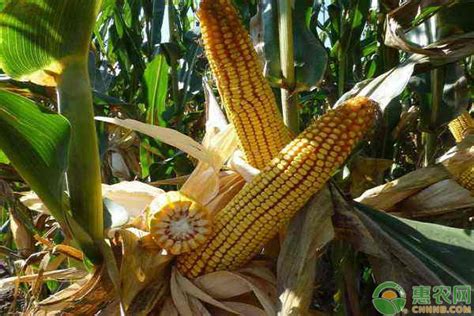 高抗倒伏玉米品种大全 - 惠农网