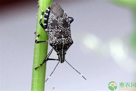 打屁虫图片