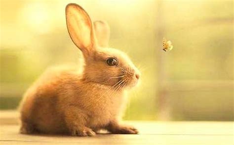 关于可爱的小兔子三年级作文4篇