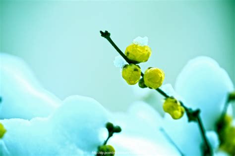 寒梅傲雪图片