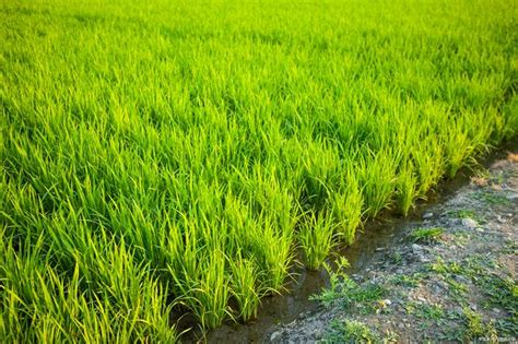 旱稻什么时候需要水,种旱稻需不需要水,旱稻是不是不需要浇水(第10页)_大山谷图库