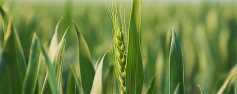 小麦品种排名介绍：中国小麦品种十大排行榜