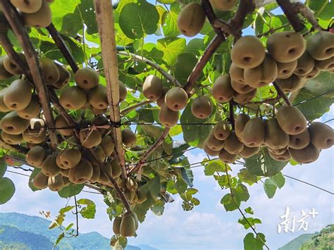 猕猴桃生长黄金期，宜宾屏山种植户管养忙 - 四川农网