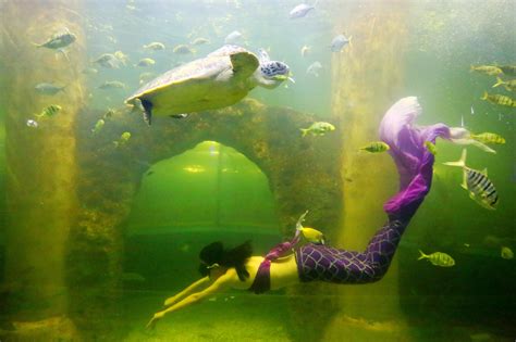 揭密襄阳海底世界美人鱼的真实生活|美人鱼|海底世界|蔡茜_新浪新闻