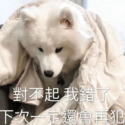 萨摩耶表情包耶耶表情包图片