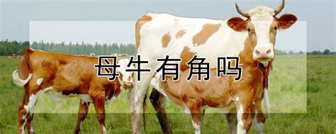 有角的肉牛高清图片下载-正版图片320757711-摄图网