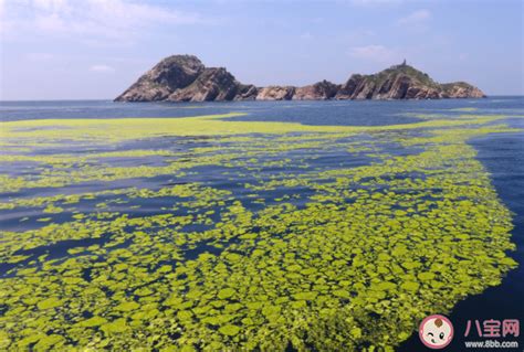 海洋生态灾害，“黄海浒苔绿潮”为什么首当其冲？