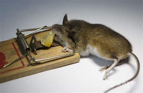 老鼠极易适应人类的生活环境，繁殖速度很快，生命力很强，几乎什么都吃，什么地方都能住，它们的出现给我们的生活带来了很多的困扰和烦恼，今天深圳灭鼠 ...