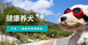宠物猫宠物医院宠物食品宣传动态PPT图片_PPT_编号11683323_红动中国