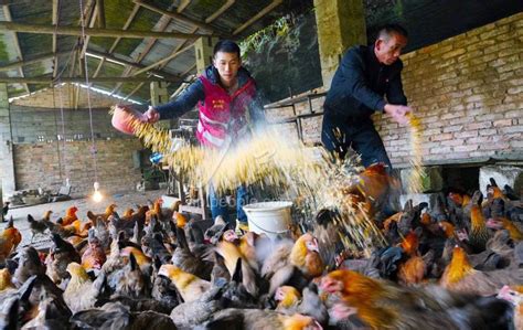 广西融水：深山养鸡助增收-人民图片网