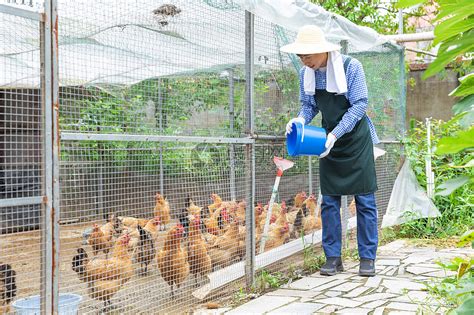 敬老院老人种菜养鸡“自给自足”-农村大众数字报