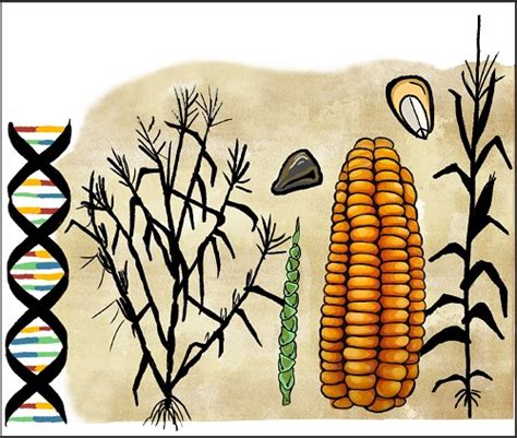 科学家阐明玉米与其古老祖先不同的演化机制 - 国际新闻 - 新闻动态 - 中国生物技术发展中心