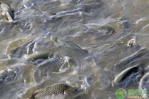 鱼塘ph值多少为正常，鱼塘水质调理的关键指标 - 中国养殖网