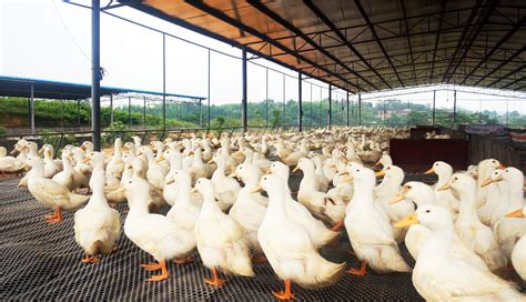 养殖场里的母鸡站在栏杆上高清图片下载-正版图片600699323-摄图网