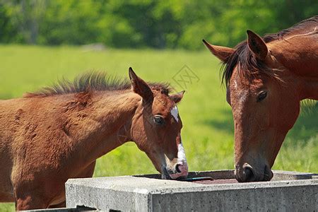 德保矮马养殖基地哪里有卖小矮马的,澳洲矮种马,国产果下马-阿里巴巴