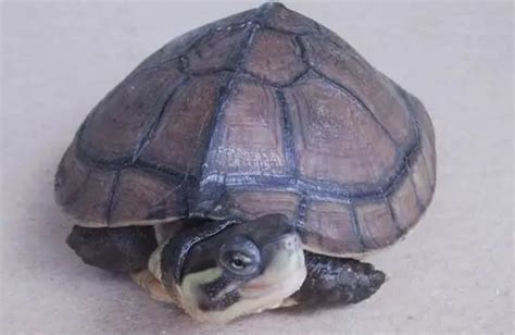 石龟多少钱一斤-宠物网问答