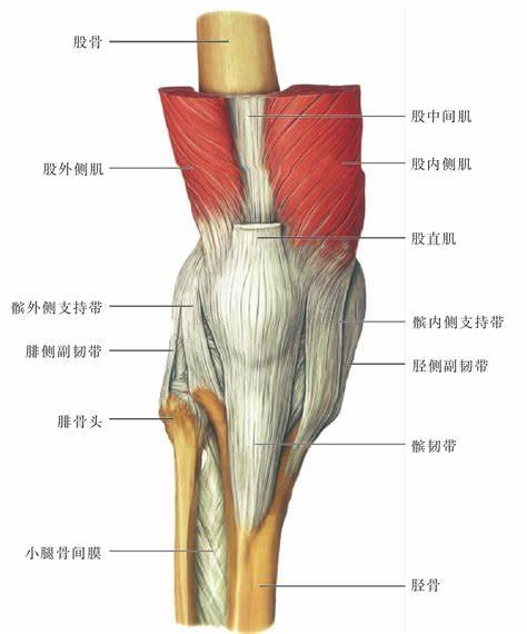 膝关节屈伸运动示意图