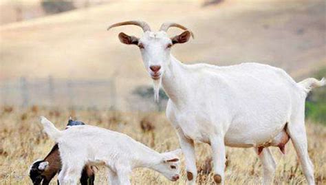 红星美羚奶山羊良种繁育基地——省级萨能奶山羊核心育种场
