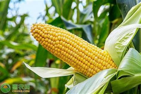 玉米价格涨至近5年高点，玉米价格上涨原因分析 - 惠农网