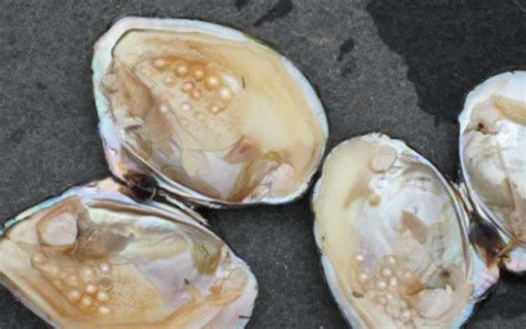 养殖淡水河蚌20厘米左右鲜活珍珠蚌养殖场 直销批发珍珠河蚌-阿里巴巴