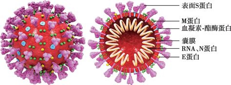 北大研究团队发表新型冠状病毒基因组的演化分析及谱系划分 - 字节点击