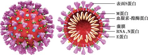 图 1 新型冠状病毒的超微结构图
