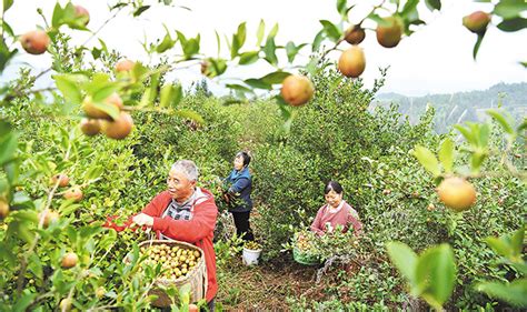江西宜春袁州80万亩油茶树成农民致富树