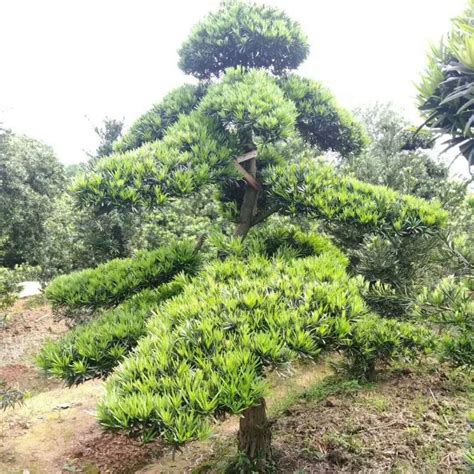 短叶罗汉松-中亚热带收集与引种树木-图片