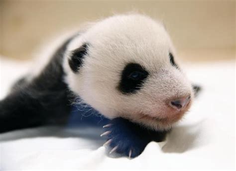 萌萌哒！2016年首只海外大熊猫宝宝在比利时出生-新闻中心-南海网