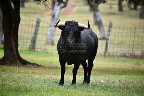西班牙公牛在斗牛场奔跑高清图片下载-正版图片505610694-摄图网