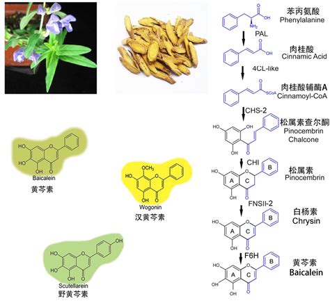 辰山中心药用植物与健康组解析了全部黄芩素合成途径----中国科学院分子植物科学卓越创新中心/中国科学院上海植物生理生态研究所