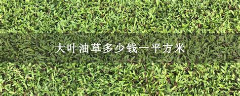 大叶油草多少钱一平方米-花木行情-中国花木网