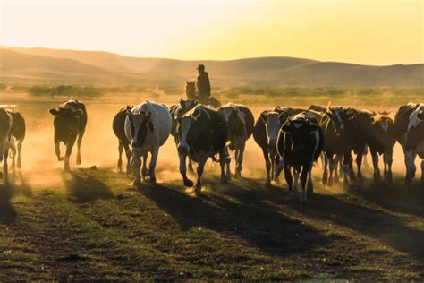 内蒙古家庭牧场的标准,内蒙古可以买牧场吗,内蒙古丰毅家庭牧场_大山谷图库