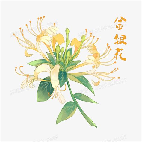 中国中草药植物金银花元素图片免费下载_PNG素材_编号14ni872od_图精灵