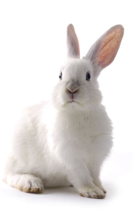 高清可爱小兔子动物电脑壁纸下载
