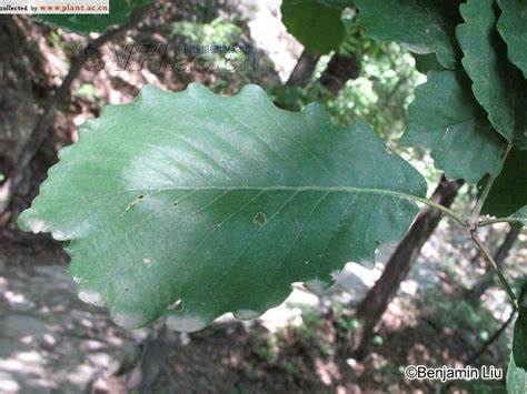 栎实象甲 - 植保 - 园林网