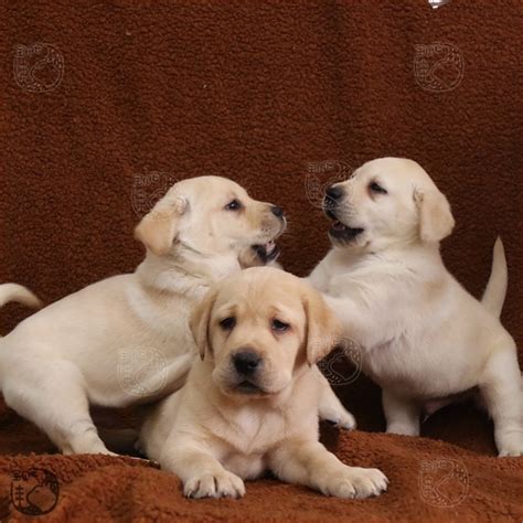 纯种拉布拉多犬幼犬狗狗出售 宠物拉布拉多犬可支付宝交易 拉布拉多犬 /编号10102102 - 宝贝它