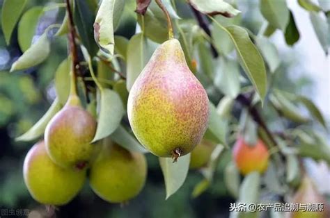 在梨树上生长的梨子梨园有高清图片下载-正版图片506674991-摄图网