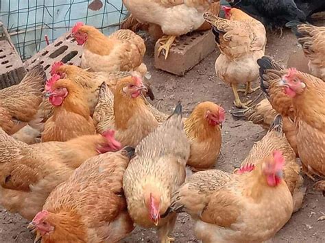 中国十大名鸡品种排名，岑溪三黄鸡排第一名(2)_巴拉排行榜