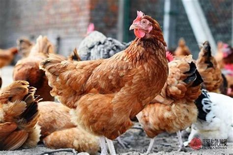 一斤黑骨鸡的市价是多少？分析黑骨鸡养殖前景 - 三农经