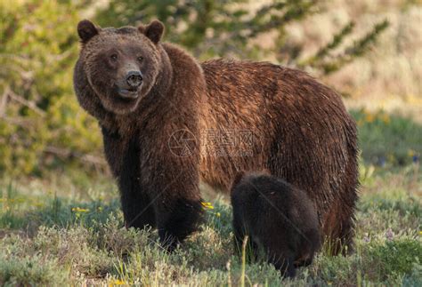 野外的棕熊高清图片下载-正版图片504364472-摄图网