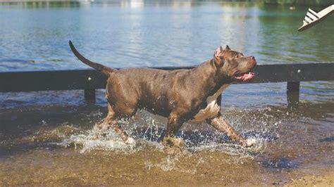 世界上最凶猛的犬种，比特斗牛犬|比特|犬种|斗牛犬_新浪新闻