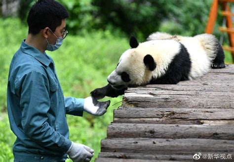 世界上最幸福的工作：照顾一群熊猫宝宝 - 第3页 | 宠物天空