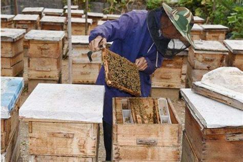 养蜂蜜需要多少成本100箱养蜂利润如何 养蜂赚钱吗_养殖技术 - 农业站