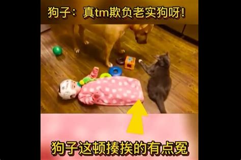 宝宝给了猫猫一脚，猫猫揍了狗狗一顿_凤凰网视频_凤凰网