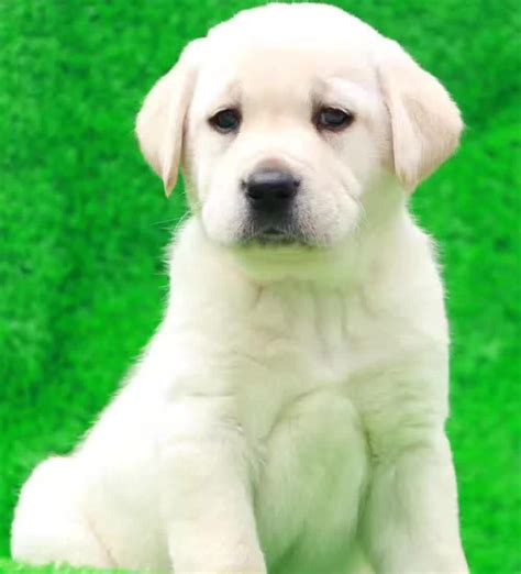 北京出售奶白色拉布拉多犬选什么牌子好 同款好推荐
